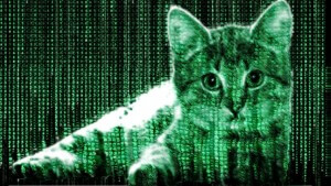 Steganography Cat