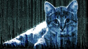 Steganography Cat
