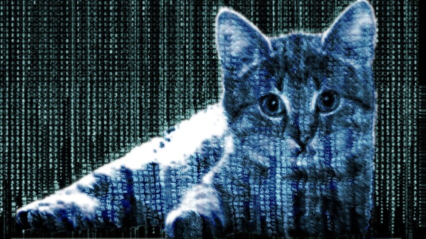 Steganography Cat